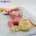 PNT-0826 Modelo anatômico em tamanho real para gatos